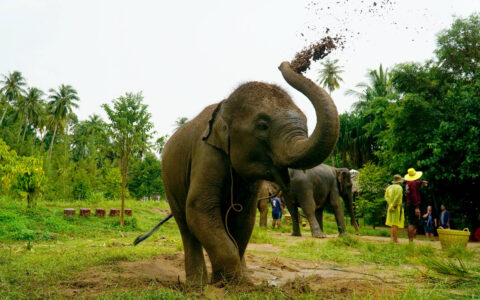 Elephant Sanctuary – Feed & Shower